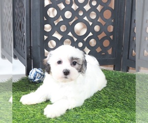 Zuchon Puppy for sale in MOUNT VERNON, OH, USA