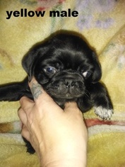 Pug Puppy for sale in DAYTON, OH, USA
