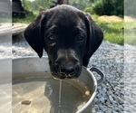 Small Photo #21 Labrador Retriever Puppy For Sale in LEASBURG, MO, USA