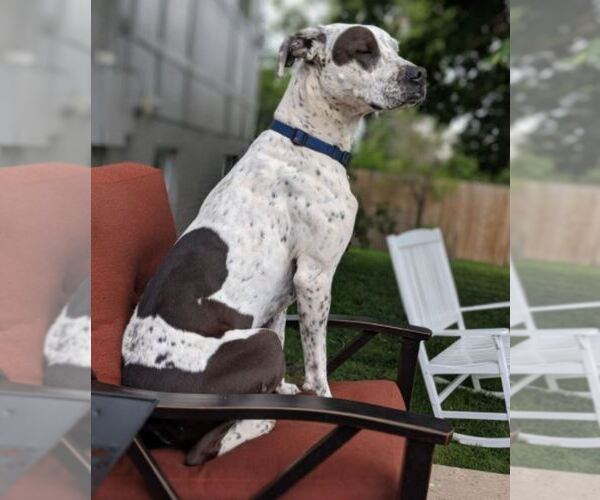 Medium Photo #8 German Shorthaired Pointer-Unknown Mix Puppy For Sale in LAKEWOOD VILLAGE, TX, USA