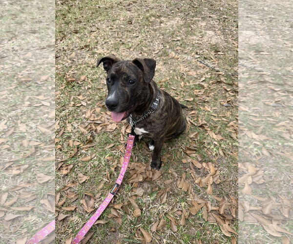 Medium Photo #1 Labrador Retriever-Unknown Mix Puppy For Sale in The Woodlands, TX, USA
