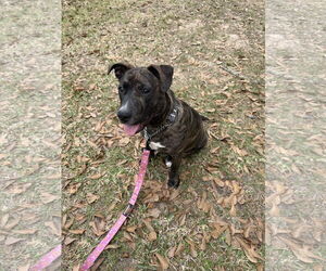 Labrador Retriever-Unknown Mix Dogs for adoption in The Woodlands, TX, USA