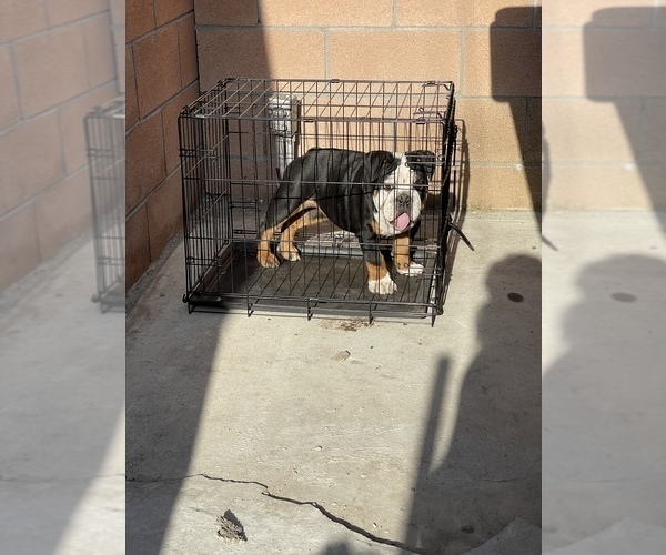 Medium Photo #2 English Bulldog Puppy For Sale in COVINA, CA, USA