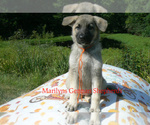 Small #4 German Shepherd Dog