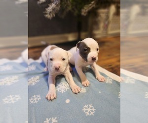 American Pit Bull Terrier Puppy for sale in MONROE, VA, USA