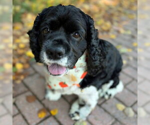 Molly - Female Cocker Spaniel Dog for Adoption - Photo #9