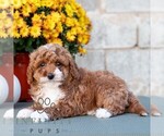 Lori - Female Poodle (Miniature) Puppy for Sale - Photo #2