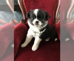 Small #5 Chihuahua