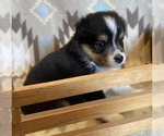Small #4 Shel-Aussie