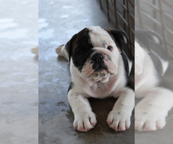 Medium Photo #3 English Bulldog Puppy For Sale in LA VERNIA, TX, USA