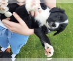 Small Photo #14 Bernese Mountain Dog-Goldendoodle Mix Puppy For Sale in LEETONIA, OH, USA