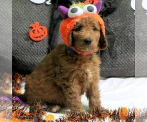 Goldendoodle Puppy for sale in NEW HOLLAND, PA, USA