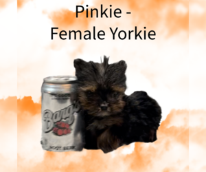 Yorkshire Terrier Puppy for sale in AZLE, TX, USA