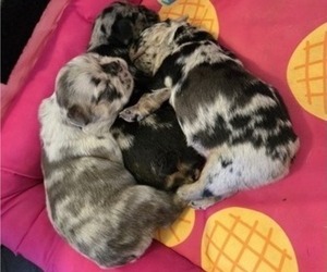 French Bulldog Puppy for sale in GLEN BURNIE, MD, USA