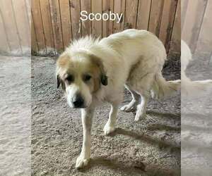 Great Pyrenees Mix Dog for Adoption in Aurora, Indiana USA