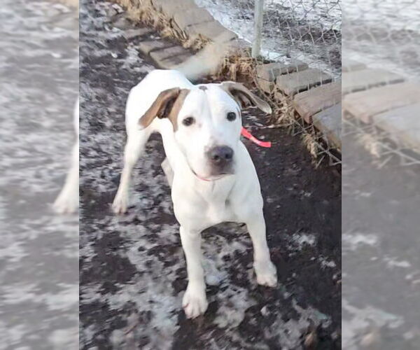 Medium Photo #5 Mutt Puppy For Sale in Bloomingdale, NJ, USA