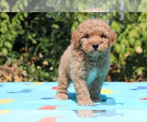 Goldendoodle (Miniature) Puppy for sale in DYERSBURG, TN, USA