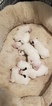 Small Photo #32 Bull Terrier Puppy For Sale in JACKSON, MI, USA