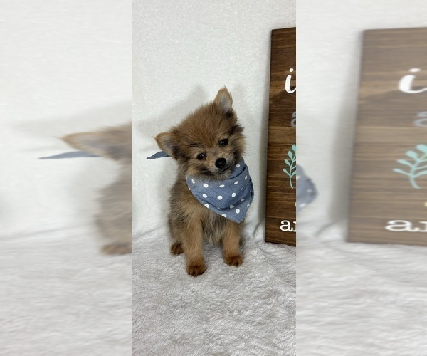 Medium Photo #4 Pomeranian Puppy For Sale in GREENFIELD, IN, USA