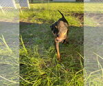 Small #1 Mutt