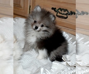 Pomeranian Puppy for sale in DINWIDDIE, VA, USA