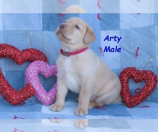 Medium Photo #6 Labrador Retriever Puppy For Sale in BRIDGEWATER, VA, USA