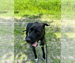 Prancer - Male Mutt Dog for Adoption - Photo #10