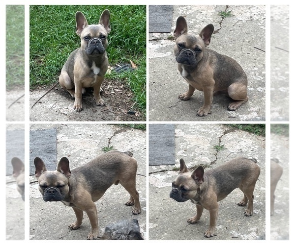 Medium Photo #1 French Bulldog Puppy For Sale in MARRERO, LA, USA