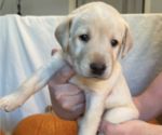 Puppy Madison Labrador Retriever