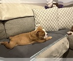 Lilac - Male Olde English Bulldogge Puppy for Sale - Photo #2