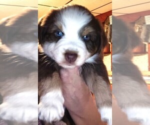 Miniature Australian Shepherd Puppy for sale in BLACKSBURG, SC, USA