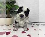 Small #1 Australian Cattle Dog-Miniature Australian Shepherd Mix