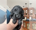 Small Photo #11 Goldendoodle Puppy For Sale in ANTWERP, NY, USA