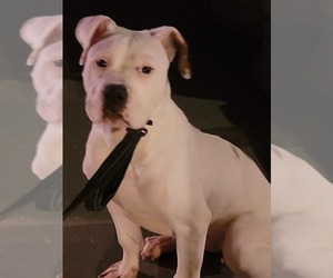 American Bulldog Puppy for sale in CLINTON, MD, USA