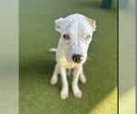 Small #1 American Pit Bull Terrier Mix