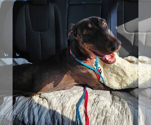 Freya - Female Doberman Pinscher Dog for Adoption - Photo #2