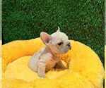 Small Photo #14 French Bulldog Puppy For Sale in BEAVERTON, OR, USA