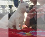 Small #1 Alaskan Klee Kai