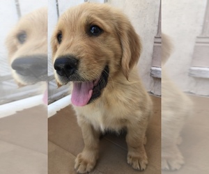 Golden Retriever Puppy for sale in SANTA ANA, CA, USA
