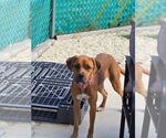 Small #1 Mutt
