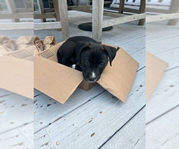 Medium Photo #4 American Pit Bull Terrier-Unknown Mix Puppy For Sale in Derwood, MD, USA