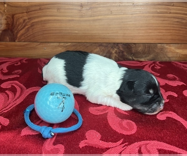 Medium Photo #8 Schnauzer (Miniature) Puppy For Sale in BIG CABIN, OK, USA