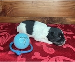 Small #7 Schnauzer (Miniature)