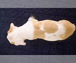 Small Photo #57 French Bulldog Puppy For Sale in CHINO HILLS, CA, USA
