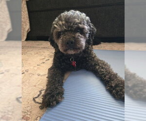 Poodle (Miniature) Dogs for adoption in San Diego, CA, USA