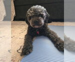 Small Poodle (Miniature)