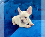 Small Photo #43 French Bulldog Puppy For Sale in NEW YORK, NY, USA