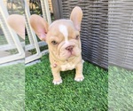 Small #19 French Bulldog
