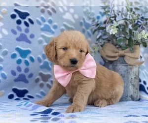 Goldendoodle Puppy for sale in LANCASTER, PA, USA
