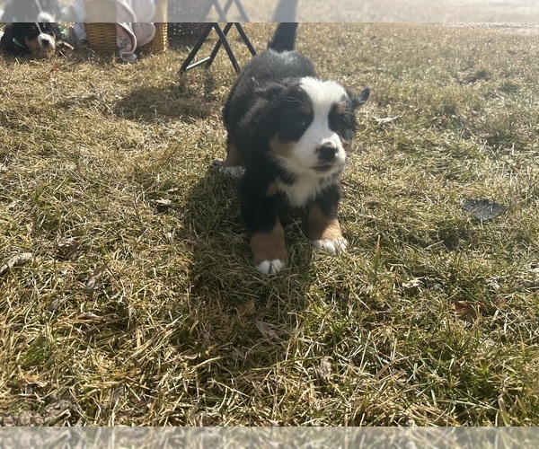 Medium Photo #4 Bernese Mountain Dog Puppy For Sale in ATHENS, WI, USA